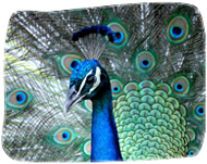 THE PEACOCKS